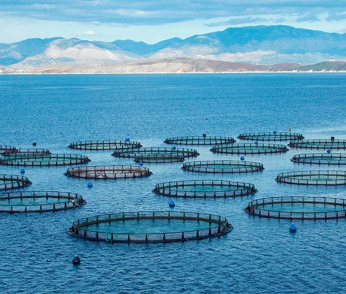 An aquiculture fish farm made up of many circular underwater pens in the ocean with land visible in the background