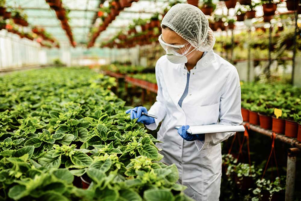 A scientist wearing a white lab coat, hair net, face mask, gloves, and safety glasses observes and tests crops growing in a greenhouse