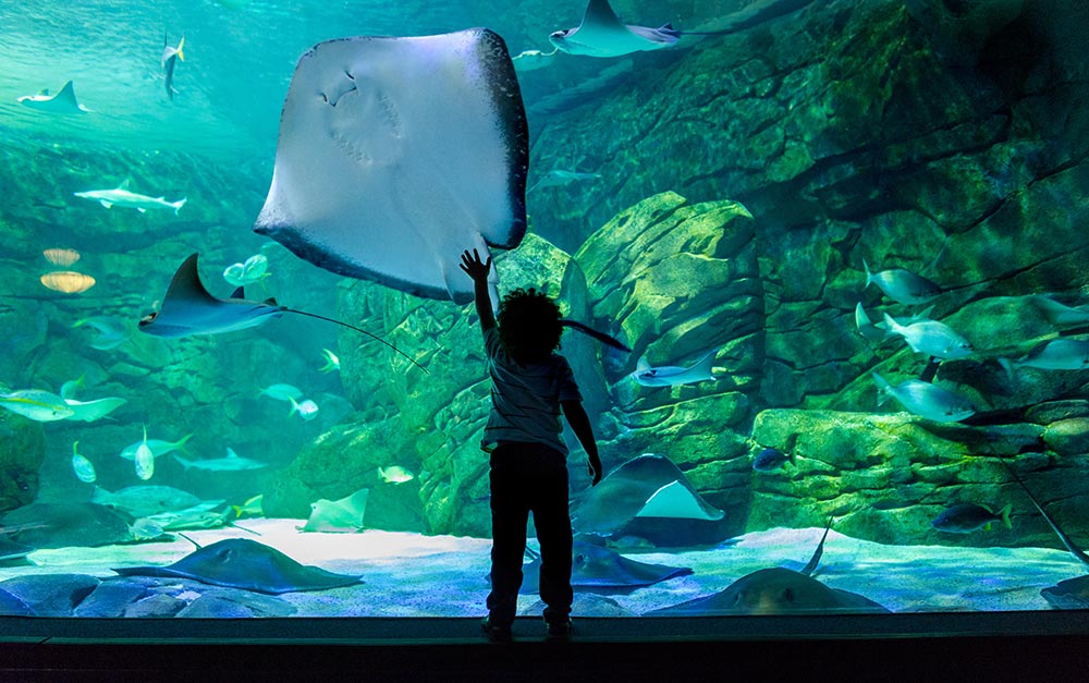 A child reaches up towards a manta ray inside a large aquarium