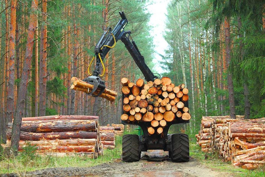 Logs are loaded onto a truck in a forest