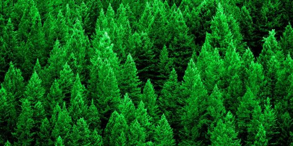 Transforming Maine’s Future Forest Workforce: Seamless Pathways FOR/Maine