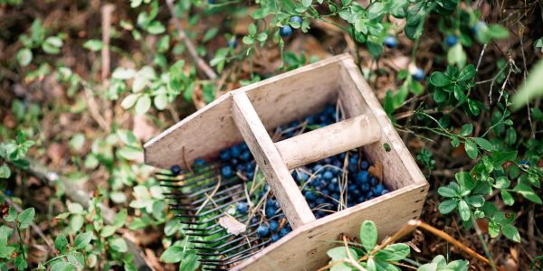 Maine Food Economy Assessment and Action Plan