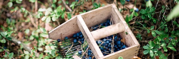 Maine Food Economy Assessment and Action Plan