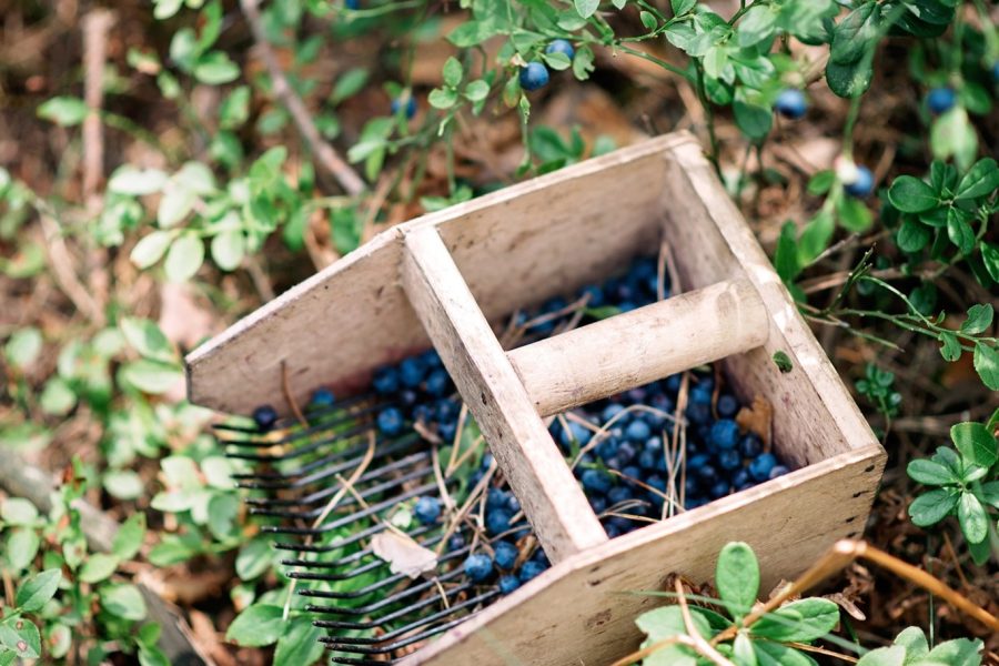 Maine Food Economy Assessment and Action Plan