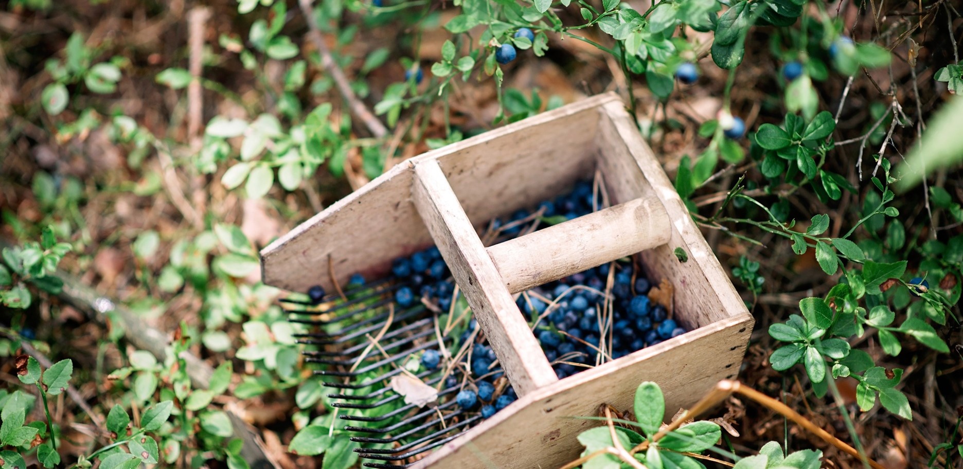 Wild blueberry harvest in Maine
